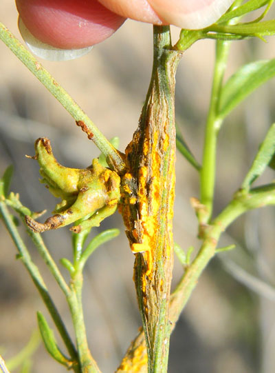 Baccharis shrub with uredinalid infection © by Michael Plagens