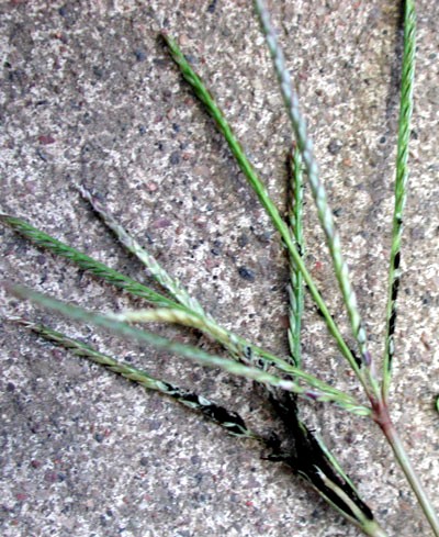 Ustilago cynodontis fungus in bermuda grass, Cynadon dactylon, photo © by Michael Plagens