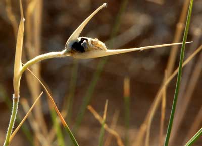 Pleuraphis rigid,Big Galeta, Photo of spikelet infected with a smut fungus © by Michael Plagens