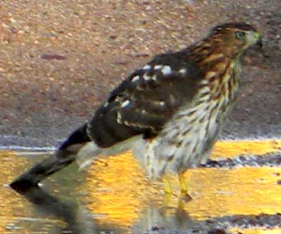 Accipiter cooperii photo © by Michael Plagens