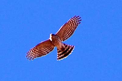 Accipiter striatus photo © by Robert Shantz