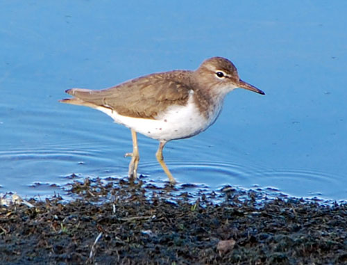 Actitis macularius photo © by Mike Plagens