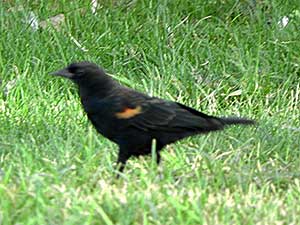 Red-winged Blackbird, Agelaius phoeniceus, photo © by Mike Plagens