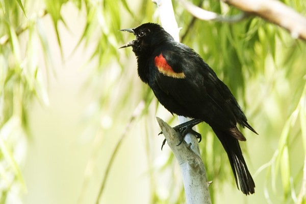 Red-winged Blackbird, Agelaius phoeniceus, photo © by Robert Shantz