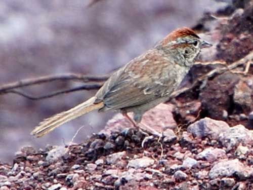 Rufous-crowned Sparrow, Aimophila ruficeps, © by Michael Plagens, Sept. 2010