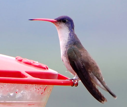 Violet-crowned Hummingbird, Amazilia violiceps, photo © by Mike Plagens