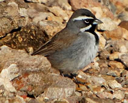 Black-throated Sparrow Photo © Mike Plagens