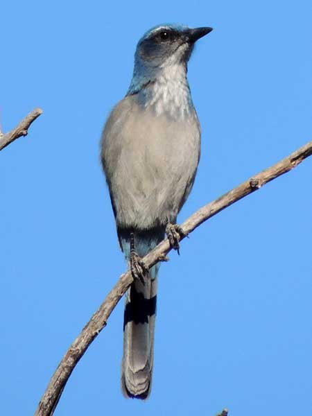 Western Scrub Jay, Aphelocoma californica, © by Michael Plagens, Sept. 2010