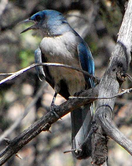 Mexican Jay, Aphelocoma ultramarina, photo © by Mike Plagens