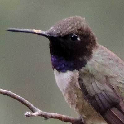 Black-chinned Hummingbird, Archilochus alexandri, photo © by Michael Plagens