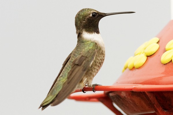 Black-chinned Hummingbird, Archilochus alexandri, photo © by Robert Shantz