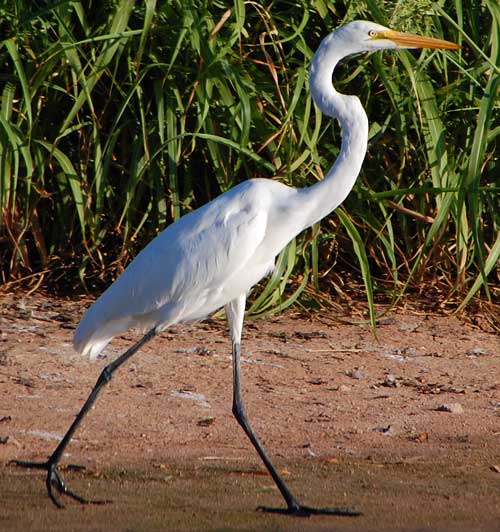 Great Egret, Ardea alba, photo © by Michael Plagens