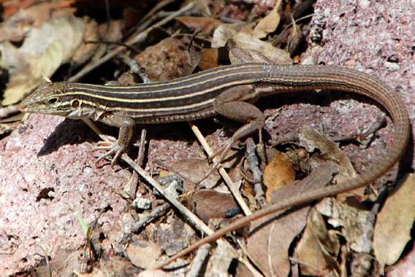 Sonoran Spotted Whiptail, Aspidoscelis sonorae, © by Michael Plagens taken near the East Verde River n. of Payson, Gila Co., Arizona.  July 2010