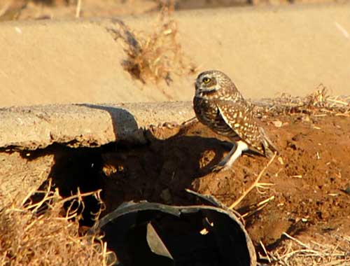 Burrowing Owl, Athene cunicularia, photo © by Mike Plagens