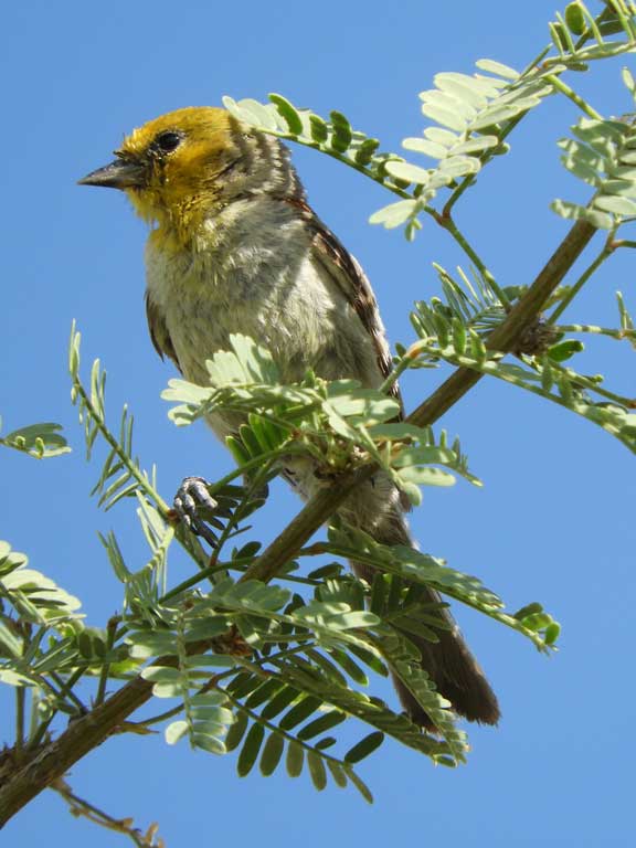 Verdin (bird), Auriparus flaviceps, photo © by Michael Plagens