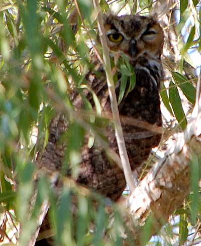 Great-horned Owl, Bubo virginianus, photo © by Mike Plagens