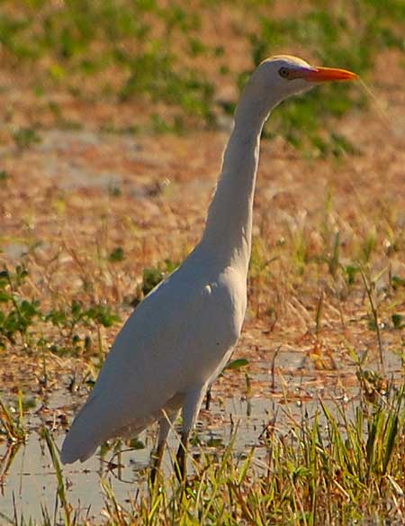 Cattle Egret, Bubulcus ibis, photo © by Michael Plagens