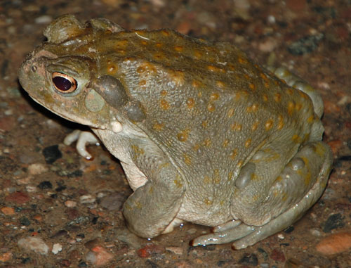 Photo of Bufo alvarius © by Michael Plagens