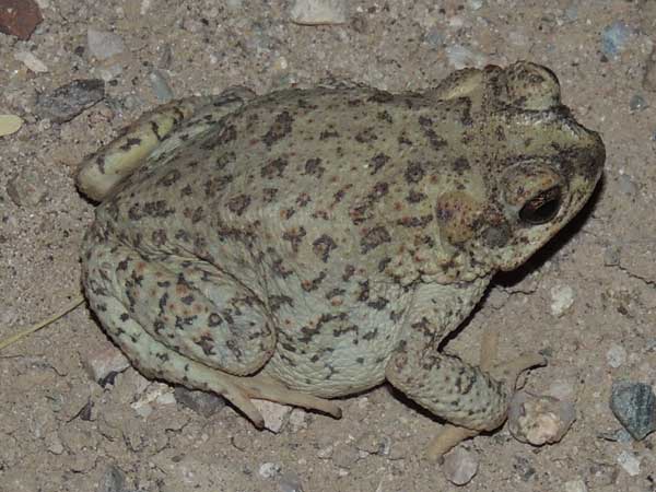 Red-spotted Toad, Bufo punctatus, photo © left by Michael Plagens