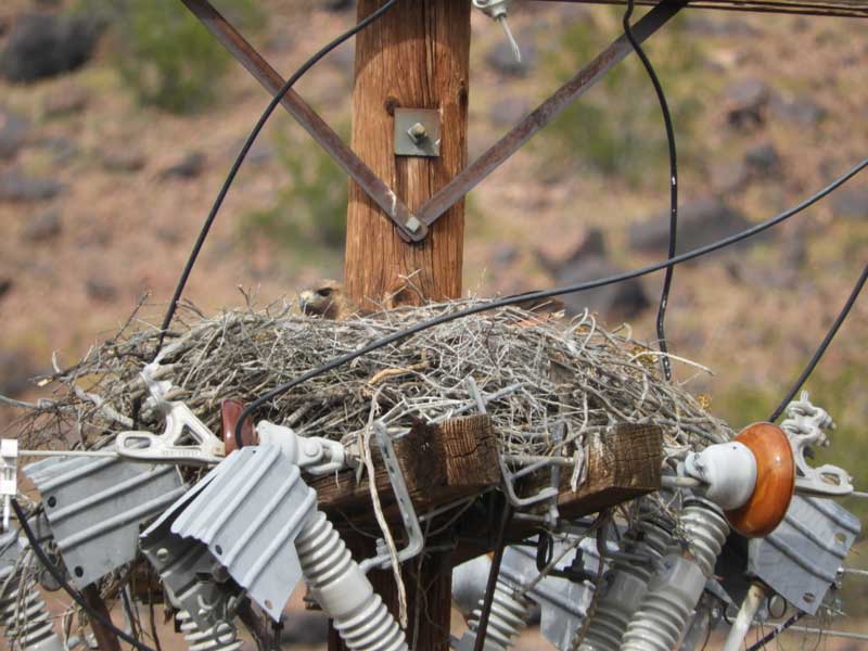 Photo © by Mike Plagens, Red-tailed Hawk nest with nestling,.