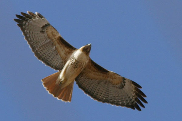 Buteo jamaicensis photo © by Robert Shantz