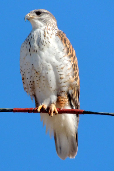 Hering Gull, Buteo regalis, Photo © by Michael Plagens