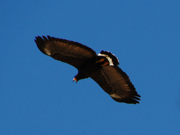 Common Black Hawk, Buteogallus anthracinus, photo © by Mike Plagens