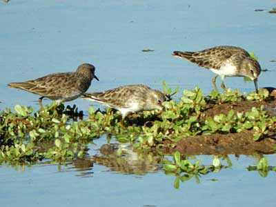 Least Sandpiper, Calidris minutilla, photo © by Michael Plagens