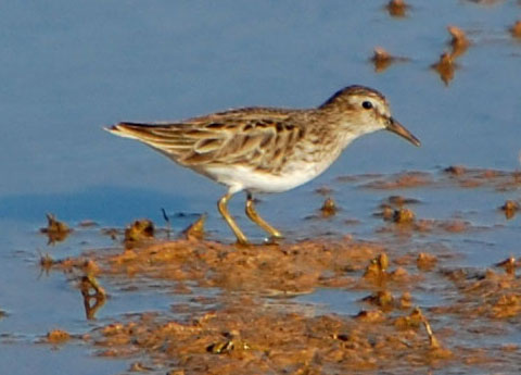 Least Sandpiper, Calidris minutilla, photo © by Michael Plagens