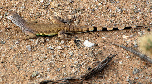 Callisaurus draconoides, Zebra-tailed Lizard, photo © Michael Plagens