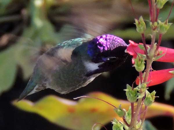 Costa's Hummingbird, Calypte costae, photo © by Michael Plagens