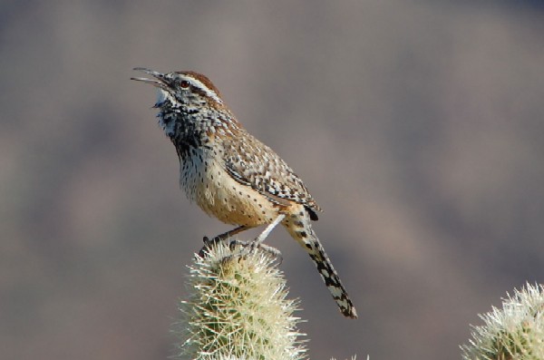 Cactus Wren, Campylorhynchus brunneicapillus, photo © by Michael Plagens