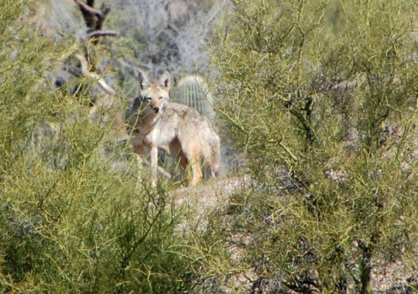 Coyote, Canis latrans, photo © by Mike Plagens