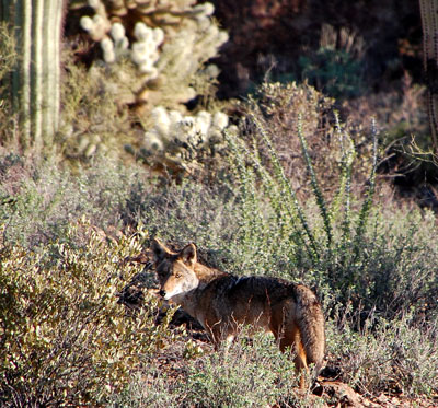 Canis latrans at Tucson Mountain Park photo © by Michael Plagens