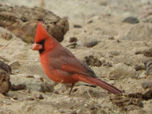 Cardinalis cardinalis male photo © by Mike Plagens