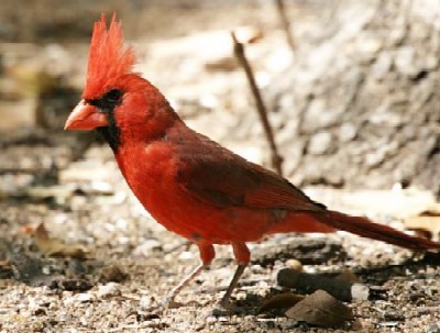 Cardinalis cardinalis male photo © by Robert Shantz