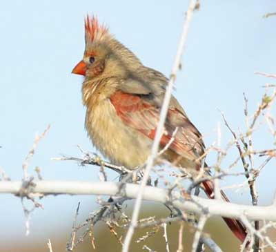 Cardinalis cardinalis female photo © by Robert Shantz