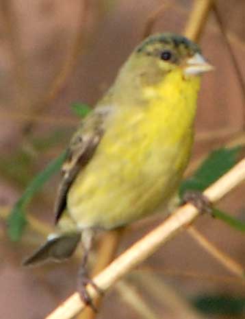 Carduelis psaltria female photo © by Michael Plagens