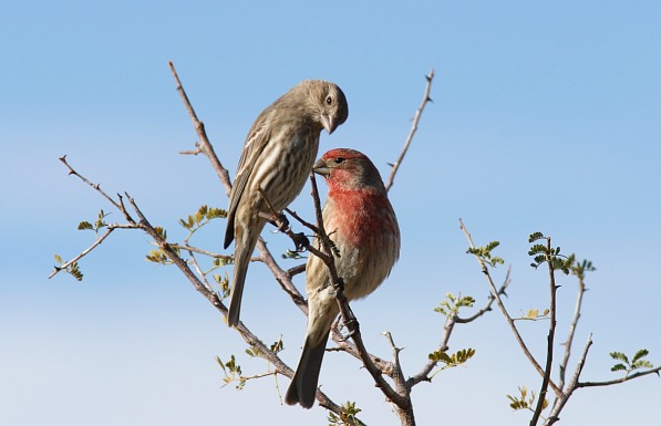 Carpodacus mexicanus male and female photo © by Robert Shantz