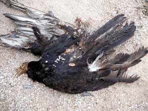 The turkey vulture finally also must surrender to be recycled into the web of life, photo © by Mike Plagens