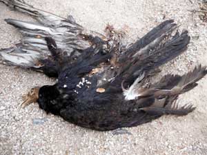 The turkey vulture finally also must surrender to be recycled into the web of life,photo © by Mike Plagens