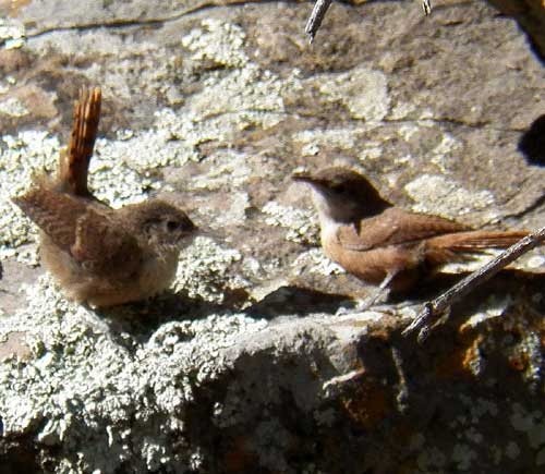 Canyon Wren fledglings, Catherpes mexicanus, photo © by Michael Plagens