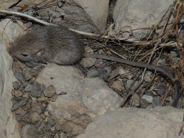 Desert Pocket Mouse, Chaetodipus penicillatus photo © by Michael Plagens