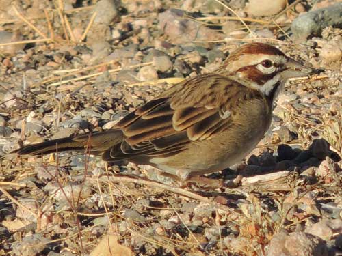 Lark Sparrow, Chondestes grammacus, photo © by Michael Plagens