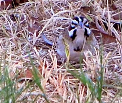 Lark Sparrow, Chondestes grammacus, photo © by Michael Plagens