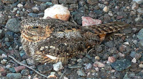 Lesser Night-hawk, Chordeiles acutipennis, photo © by Jack N.