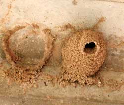 cliff swallow nests are constructed of mud and are affixed to the underside of bridges