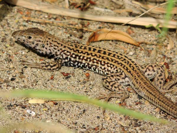 Western Whiptail Lizard, Cnemidophorus tigris © Mike Plagens