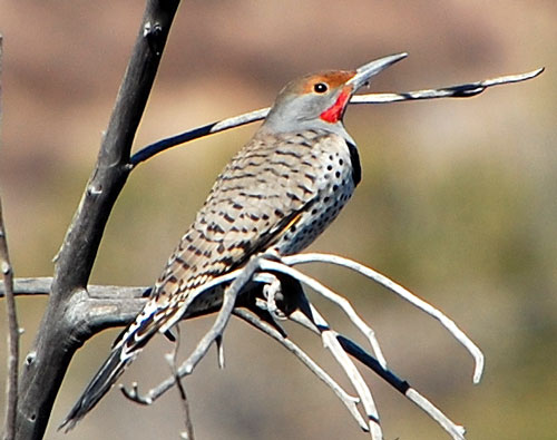 Northern Flicker, Colaptes auratus, image © by Michael Plagens