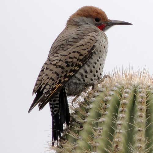 Gilded Flicker, Colaptes chrysoides, photo © by Mike Plagens